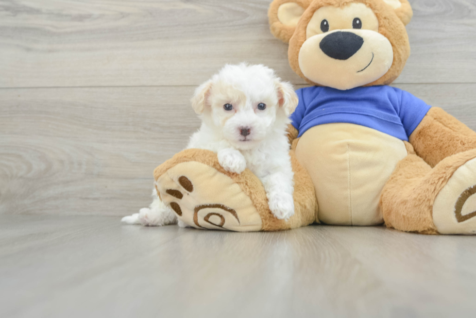 Funny Poochon Poodle Mix Pup