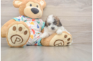 Smart Poochon Poodle Mix Pup