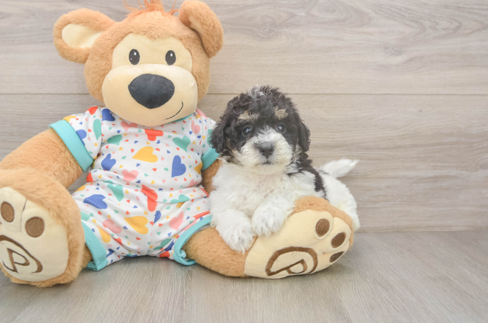 5 week old Poochon Puppy For Sale - Seaside Pups
