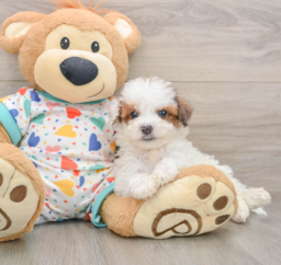 7 week old Poochon Puppy For Sale - Seaside Pups