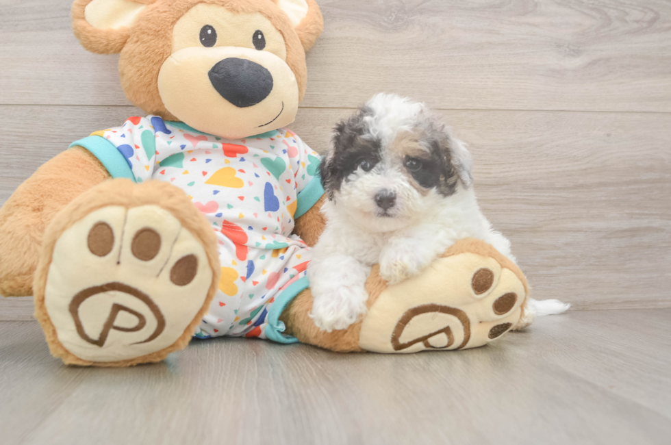 5 week old Poochon Puppy For Sale - Seaside Pups