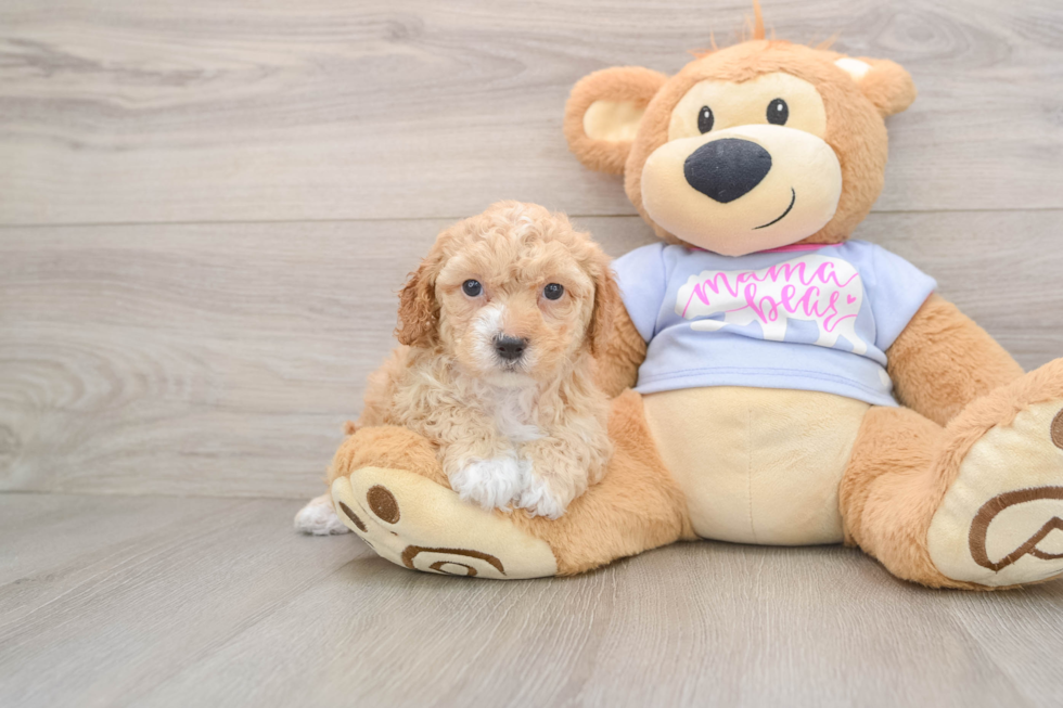 Petite Poochon Poodle Mix Pup