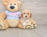 5 week old Poochon Puppy For Sale - Seaside Pups