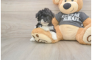 Best Poochon Baby