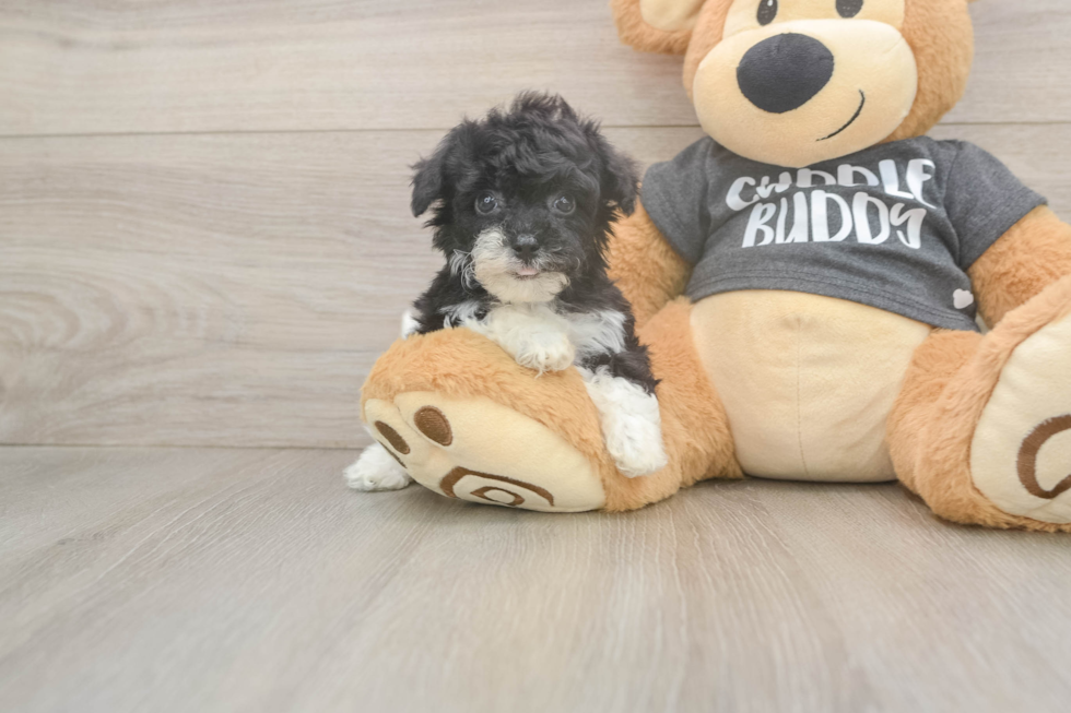 Best Poochon Baby