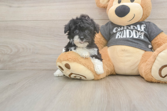 Best Poochon Baby