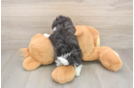 Poochon Puppy for Adoption