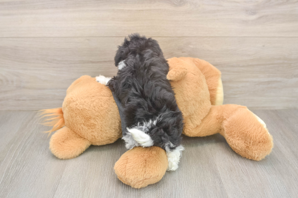 Poochon Puppy for Adoption
