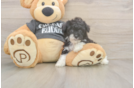 Little Bichpoo Poodle Mix Puppy