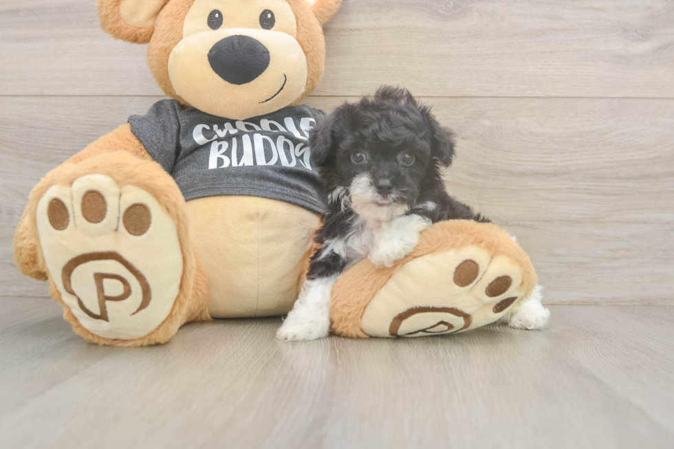 Little Bichpoo Poodle Mix Puppy