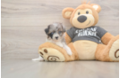 Happy Poochon Baby