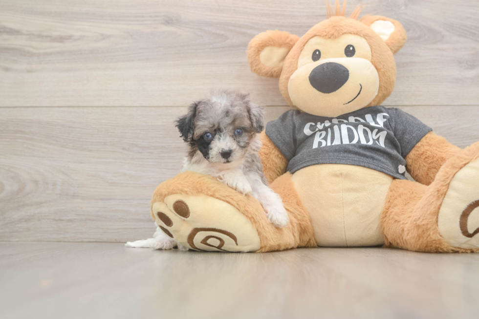 Happy Poochon Baby