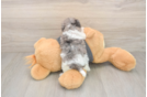 Poochon Puppy for Adoption
