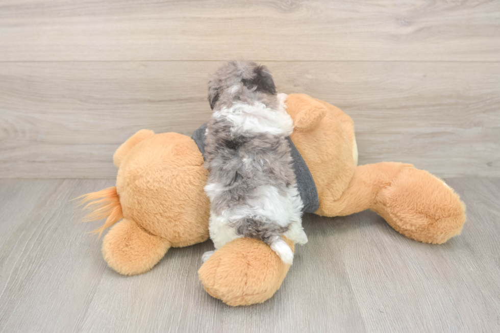 Poochon Puppy for Adoption
