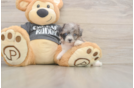 Playful Bichpoo Poodle Mix Puppy