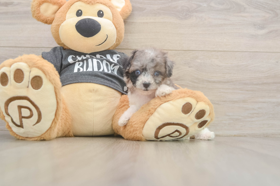 Playful Bichpoo Poodle Mix Puppy