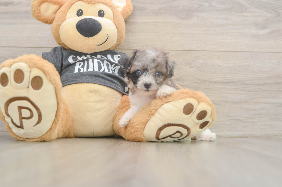 6 week old Poochon Puppy For Sale - Seaside Pups