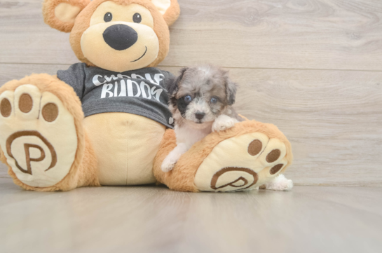 Playful Bichpoo Poodle Mix Puppy