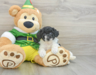 7 week old Poochon Puppy For Sale - Seaside Pups