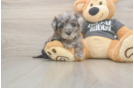 Poochon Puppy for Adoption