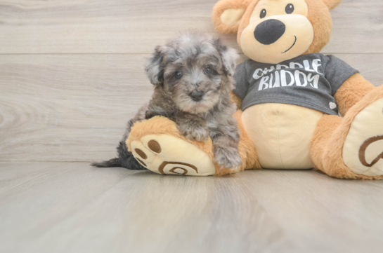 Poochon Puppy for Adoption