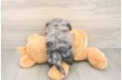 Best Poochon Baby