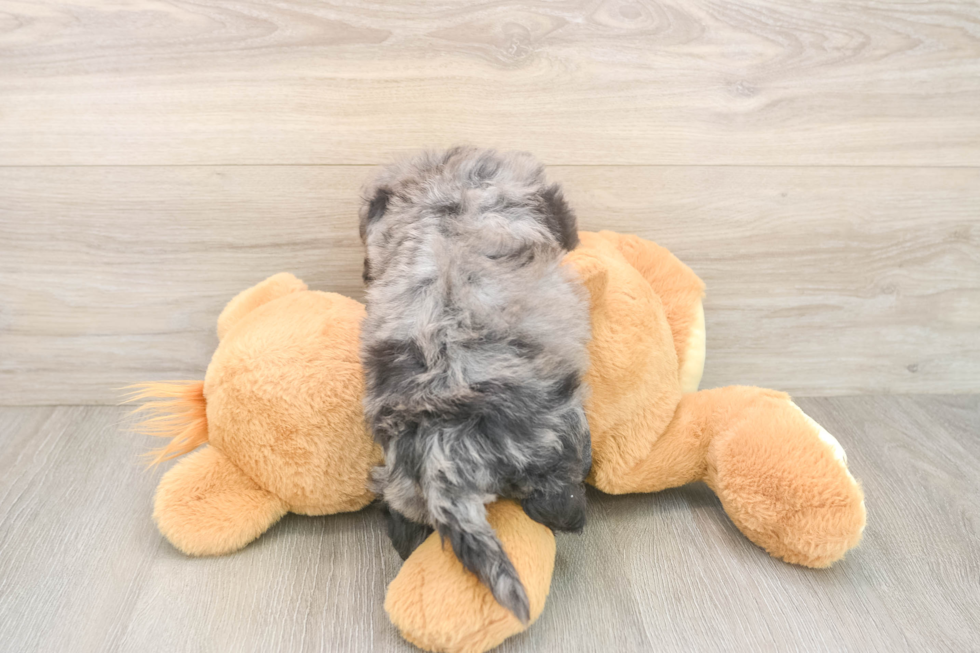 Best Poochon Baby