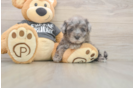 Poochon Puppy for Adoption