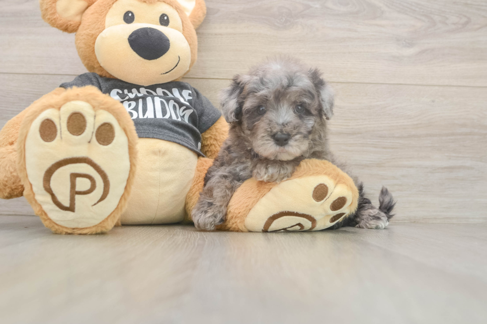 Poochon Puppy for Adoption
