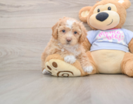 5 week old Poochon Puppy For Sale - Seaside Pups