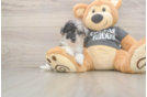 Poochon Puppy for Adoption