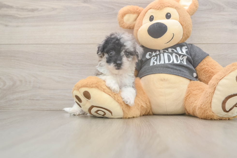 Poochon Puppy for Adoption