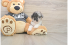Poochon Pup Being Cute