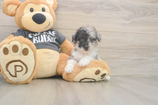 Poochon Pup Being Cute