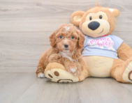 5 week old Poochon Puppy For Sale - Seaside Pups