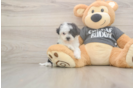Poochon Puppy for Adoption