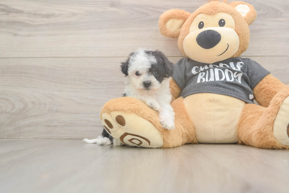Poochon Puppy for Adoption