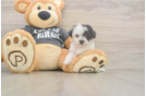 Poochon Puppy for Adoption