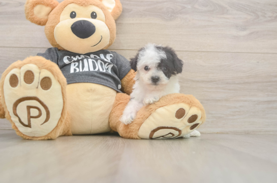 Poochon Puppy for Adoption