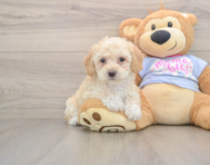7 week old Poochon Puppy For Sale - Seaside Pups