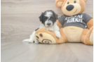 Smart Poochon Poodle Mix Pup