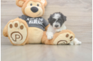 Petite Poochon Poodle Mix Pup