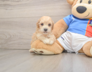 7 week old Poochon Puppy For Sale - Seaside Pups