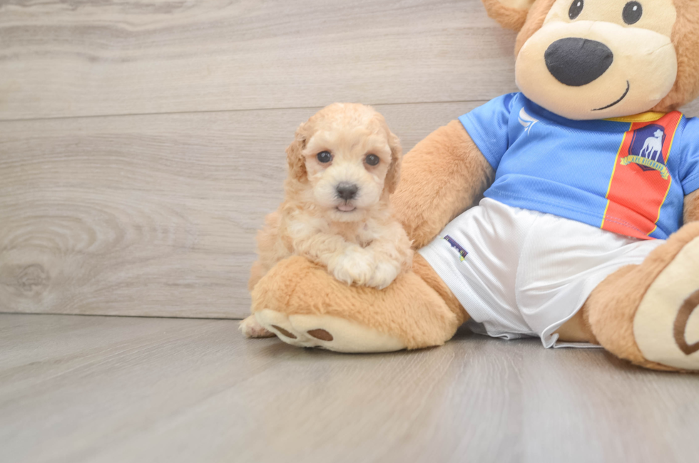 5 week old Poochon Puppy For Sale - Seaside Pups