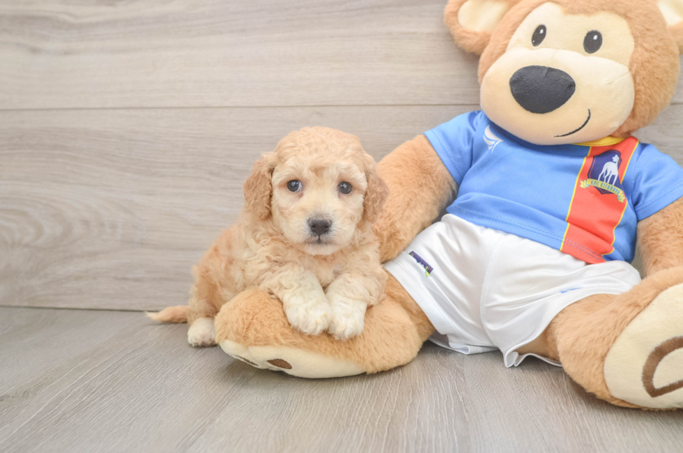 5 week old Poochon Puppy For Sale - Seaside Pups