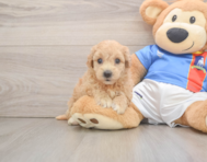 7 week old Poochon Puppy For Sale - Seaside Pups