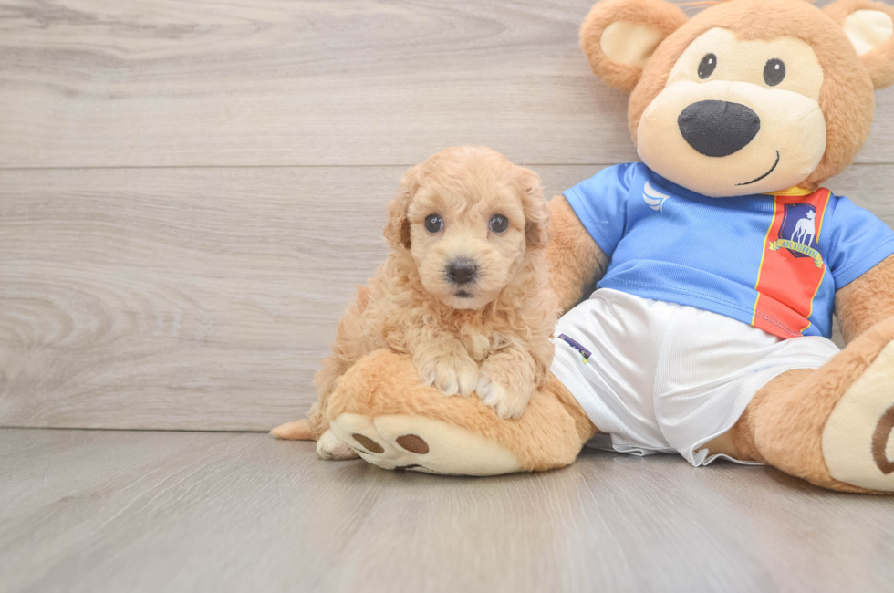 5 week old Poochon Puppy For Sale - Seaside Pups