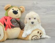 7 week old Poochon Puppy For Sale - Seaside Pups