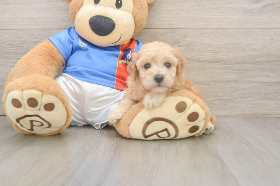 5 week old Poochon Puppy For Sale - Seaside Pups
