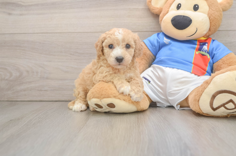 5 week old Poochon Puppy For Sale - Seaside Pups